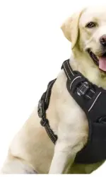 Dog Collars Harness Big Vests Leash Pet Shop Everything for Dogs Leather Puppy Accessories Medium Small Set